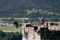 080 Burg Landskron G�nsegeier Walli