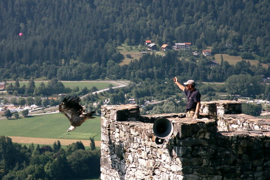 080 Burg Landskron G�nsegeier Walli