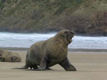 Seel�wen
