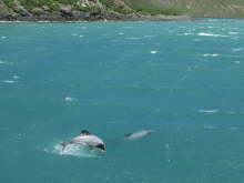 Hector�s Dolphins